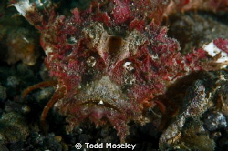 O so pretty by Todd Moseley 